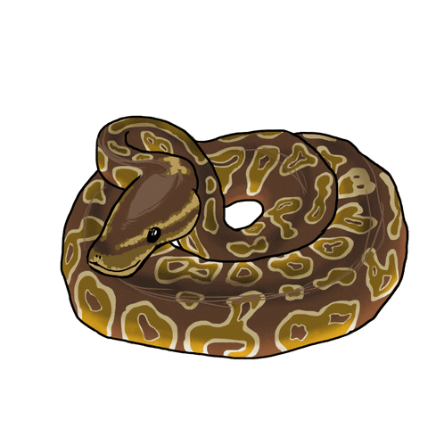 pip.gif