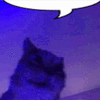 kot.gif