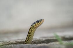 snek.jpg