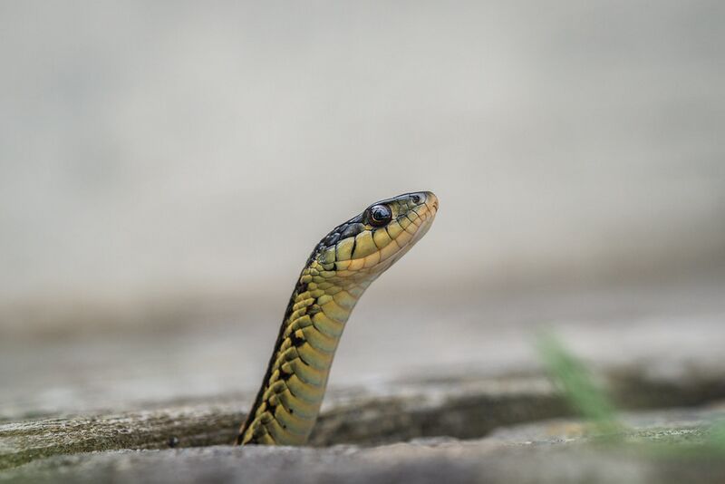 Plik:snek.jpg